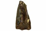 Triceratops Tooth - Montana #109098-1